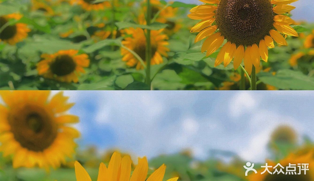 湖边还有小孩滑梯等娱乐设施