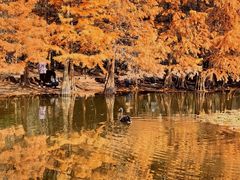 -溱湖国家湿地公园