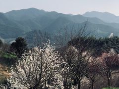 -新建村梅花