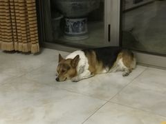 -宠福鑫康馨动物医院·骨科·眼科