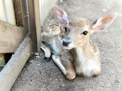 -费瑟代尔野生动物园