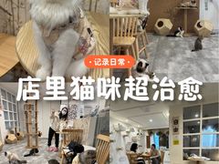 -楼上猫咖(罗湖店)