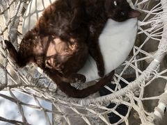 -喵屿·大理花园猫咖