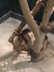 -未来动物城动物主题公园(大悦城店)