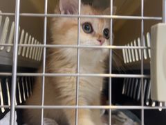 -爱妮康宠物医院·干细胞免疫细胞·肿瘤·心脏(张江店)