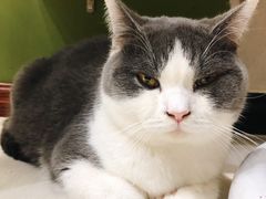-猫亿天猫咖