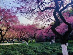 -杭州植物园