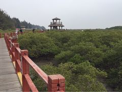 -北海金海湾红树林生态旅游区