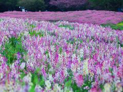 -花开海上生态园