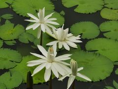 -国家植物园南园