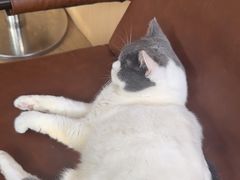 -MOCHA明星猫咖(田子坊店)