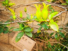 -广州神农草堂中医药博物馆