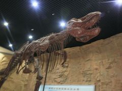 -中国西峡恐龙遗迹园