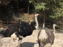 景点-贵州森林野生动物园