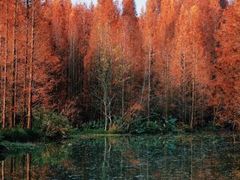 -桤木河湿地公园