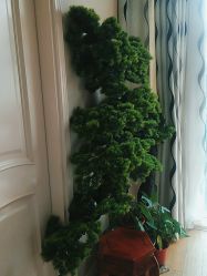 -苗塑堂减肥艾灸