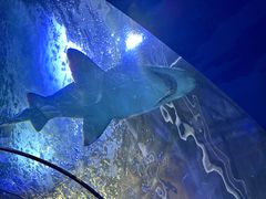 -悉尼海洋生物水族馆
