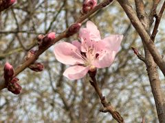 -桃花堤公园