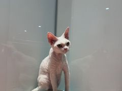 -babydoll猫舍·米努特·德文·缅因(久光中心店)
