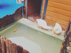 -上海崇明金茂凯悦酒店
