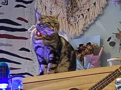 -平行世界·猫咖(首经贸店)