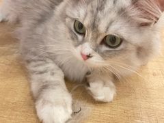 -Let's go狗咖·猫咖·奶狗·桌游(春熙路IFS店)
