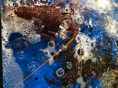 -大东海海鲜酒楼(渔人码头总店)