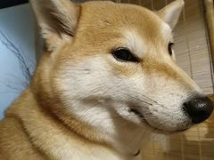 -柴务处·柴犬主题狗咖