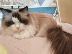 -滚猫咖啡·猫咖·猫友好撸猫(未来城店)