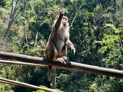 -西双版纳原始森林公园