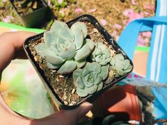 -秀丽东方