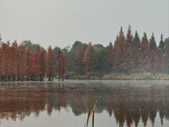 -白鹭湾湿地公园