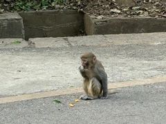-黔灵山公园