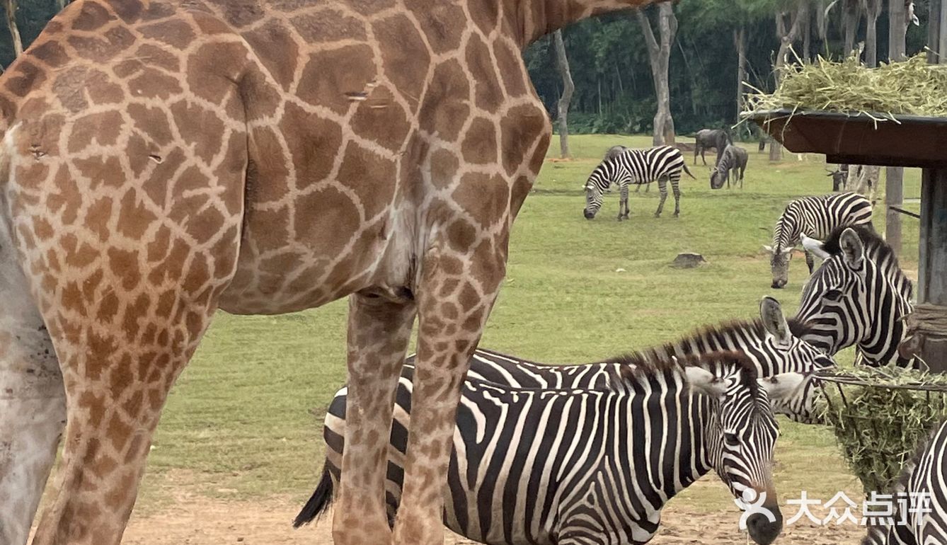 第一站到了长隆野生动物园