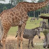 第一站到了长隆野生动物园