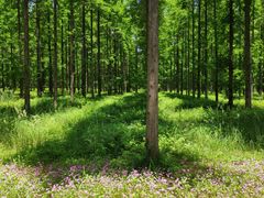 -黄海国家森林公园