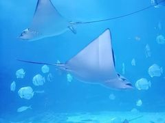 -烟台海昌鲸鲨海洋公园