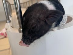 -怪兽屋·羊驼·猫咖·狗咖(俊华广场店)