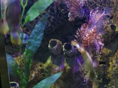 -太平洋海底世界