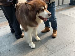 -观音桥步行街