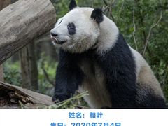 -成都大熊猫繁育研究基地