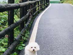 -武陵山森林公园