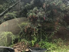 -大屏嶂森林公园
