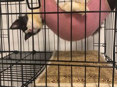 -联合动物医院(光谷诊疗中心)