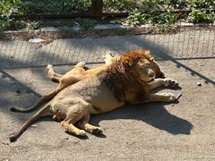 -大连森林动物园