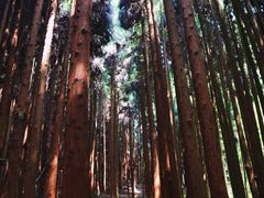 -武陵山森林公园