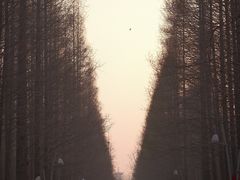 -日照海滨国家森林公园