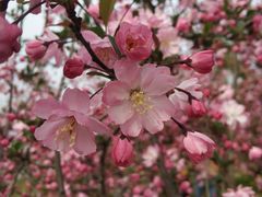 -昆山城市生态森林公园