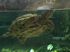 河川生态园-河川生态园