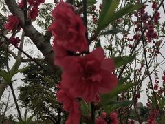 -丹樱生态园